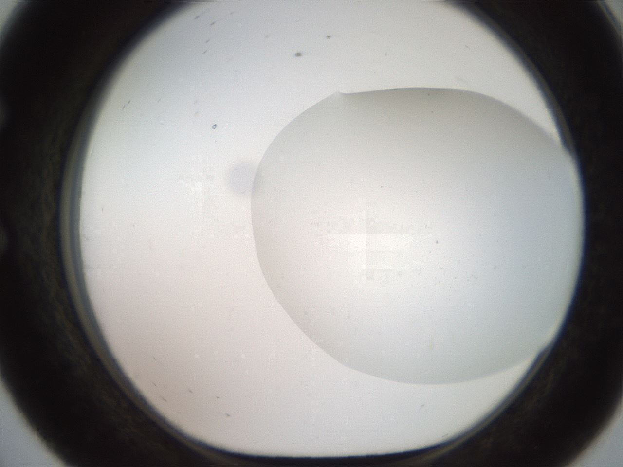 folderID567_plateID2567_batchID12856_wellNum56_profileID1_d1_r195616_ef.jpg