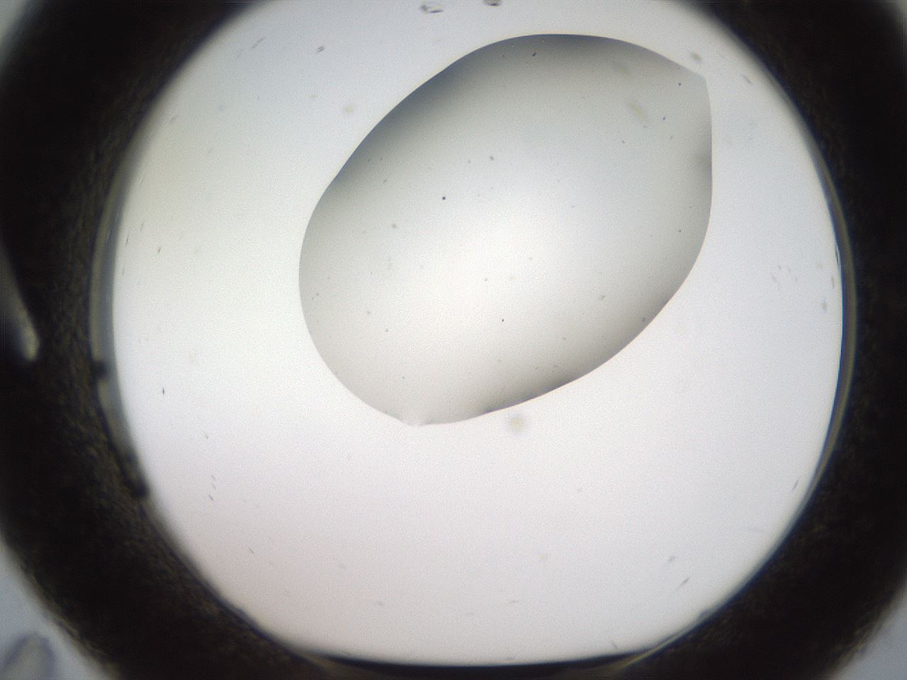 folderID567_plateID2567_batchID13024_wellNum11_profileID1_d1_r195571_ef.jpg