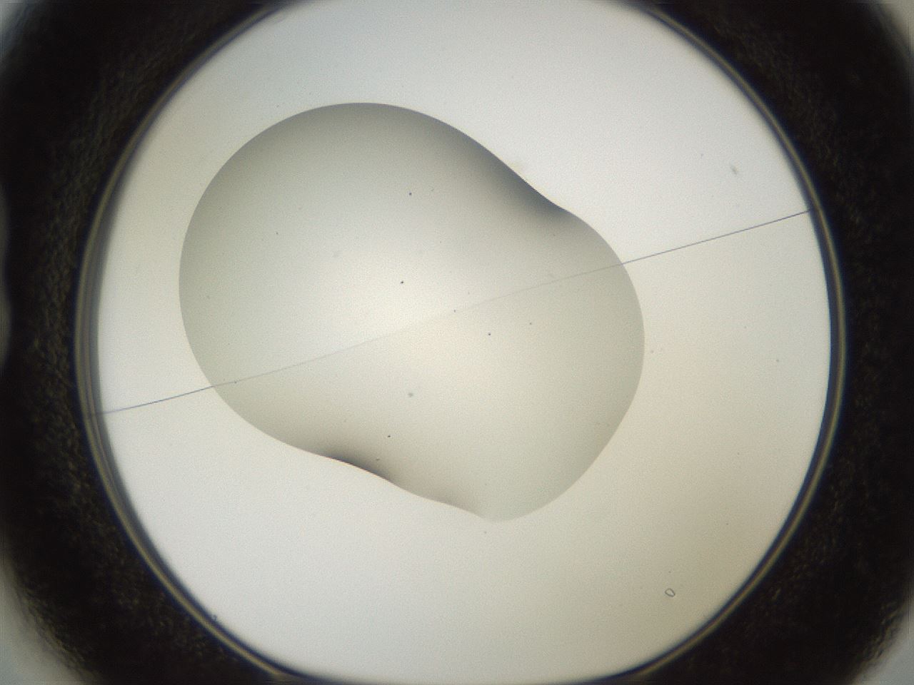folderID567_plateID2567_batchID13024_wellNum13_profileID1_d1_r195573_ef.jpg