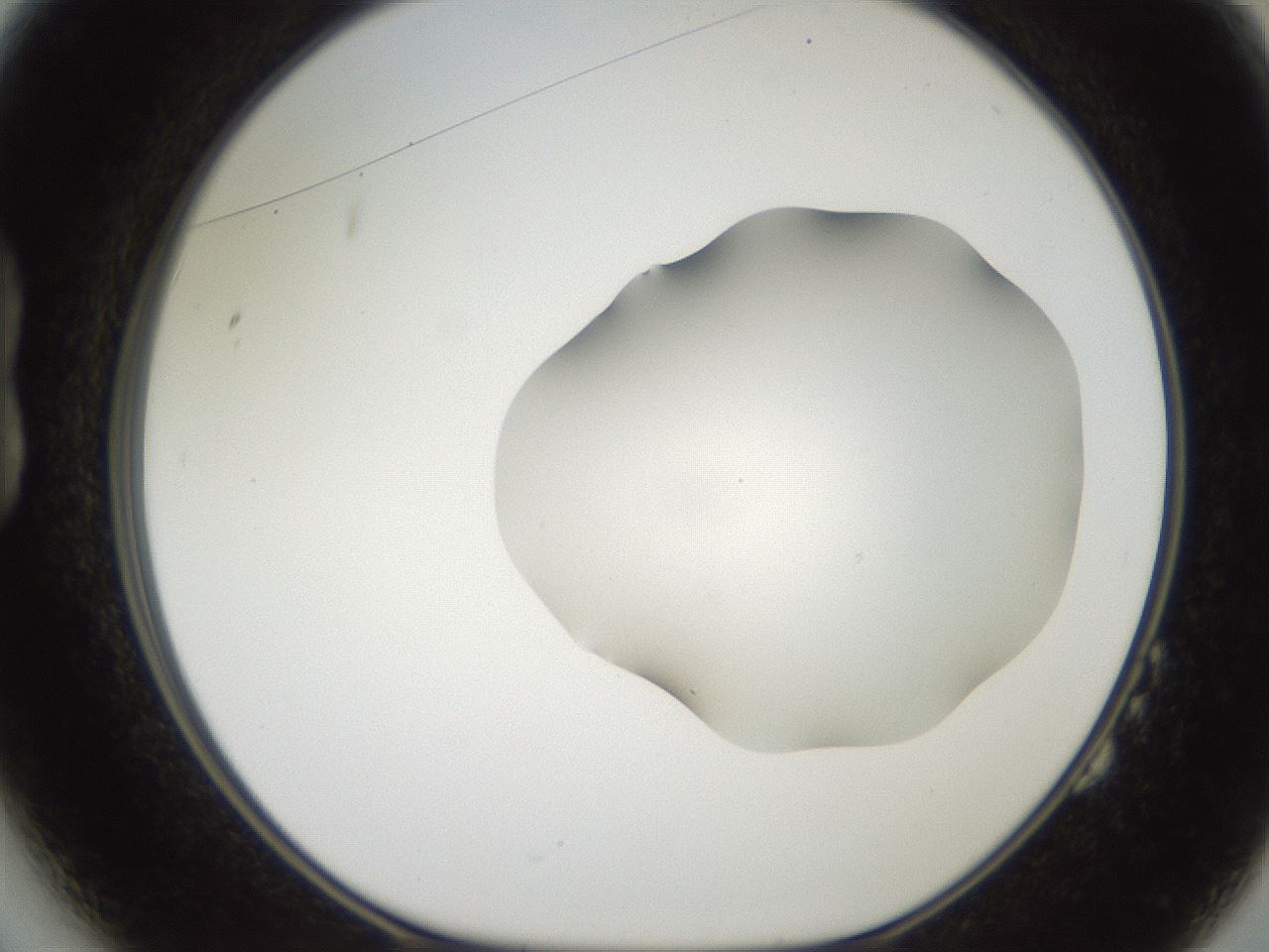folderID567_plateID2567_batchID13024_wellNum14_profileID1_d1_r195574_ef.jpg