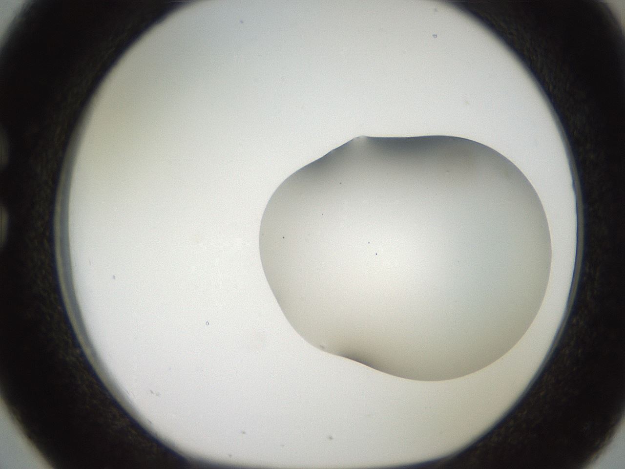 folderID567_plateID2567_batchID13024_wellNum26_profileID1_d1_r195586_ef.jpg