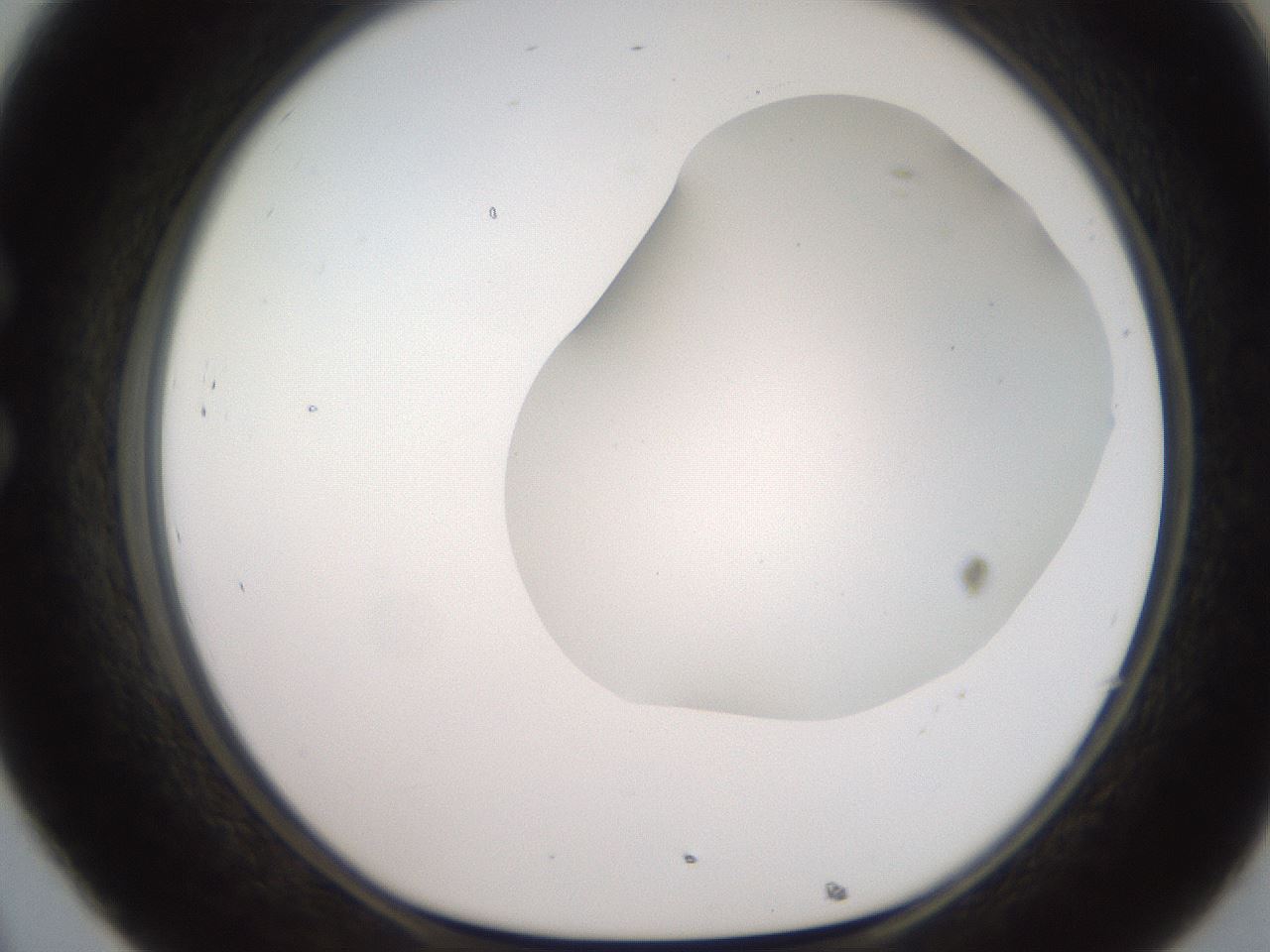 folderID567_plateID2567_batchID13024_wellNum32_profileID1_d1_r195592_ef.jpg