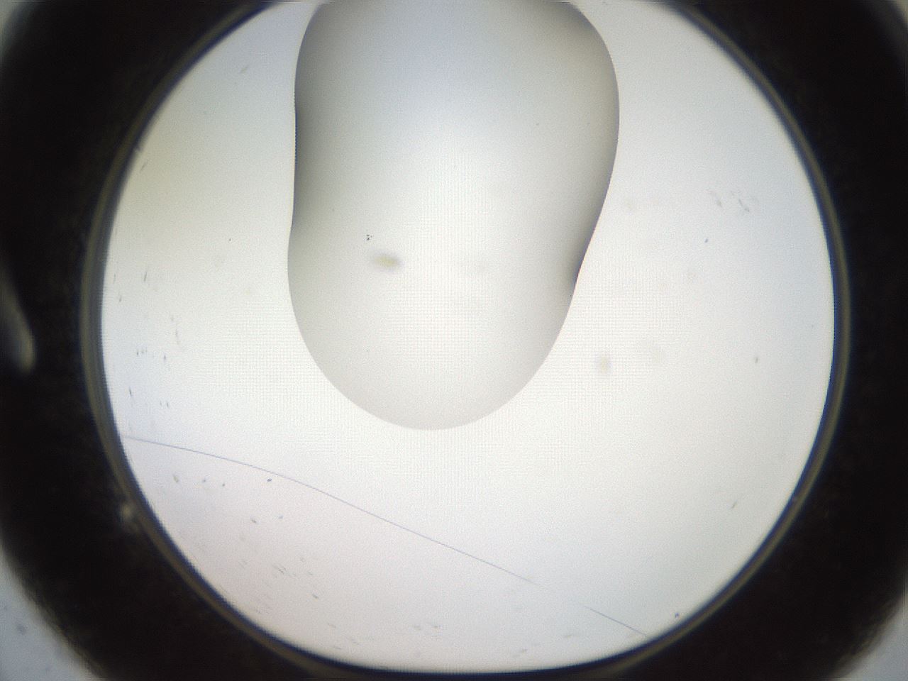 folderID567_plateID2567_batchID13024_wellNum9_profileID1_d1_r195569_ef.jpg