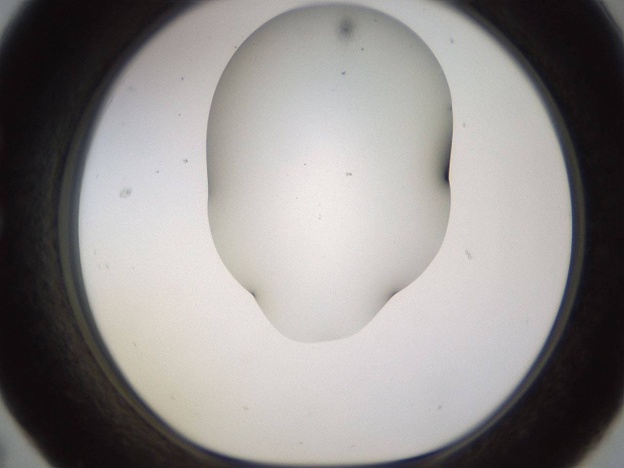 folderID568_plateID1568_batchID6342_wellNum31_profileID1_d1_r102381_ef.jpg