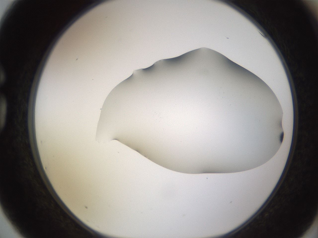 folderID568_plateID1568_batchID6342_wellNum75_profileID1_d1_r102425_ef.jpg
