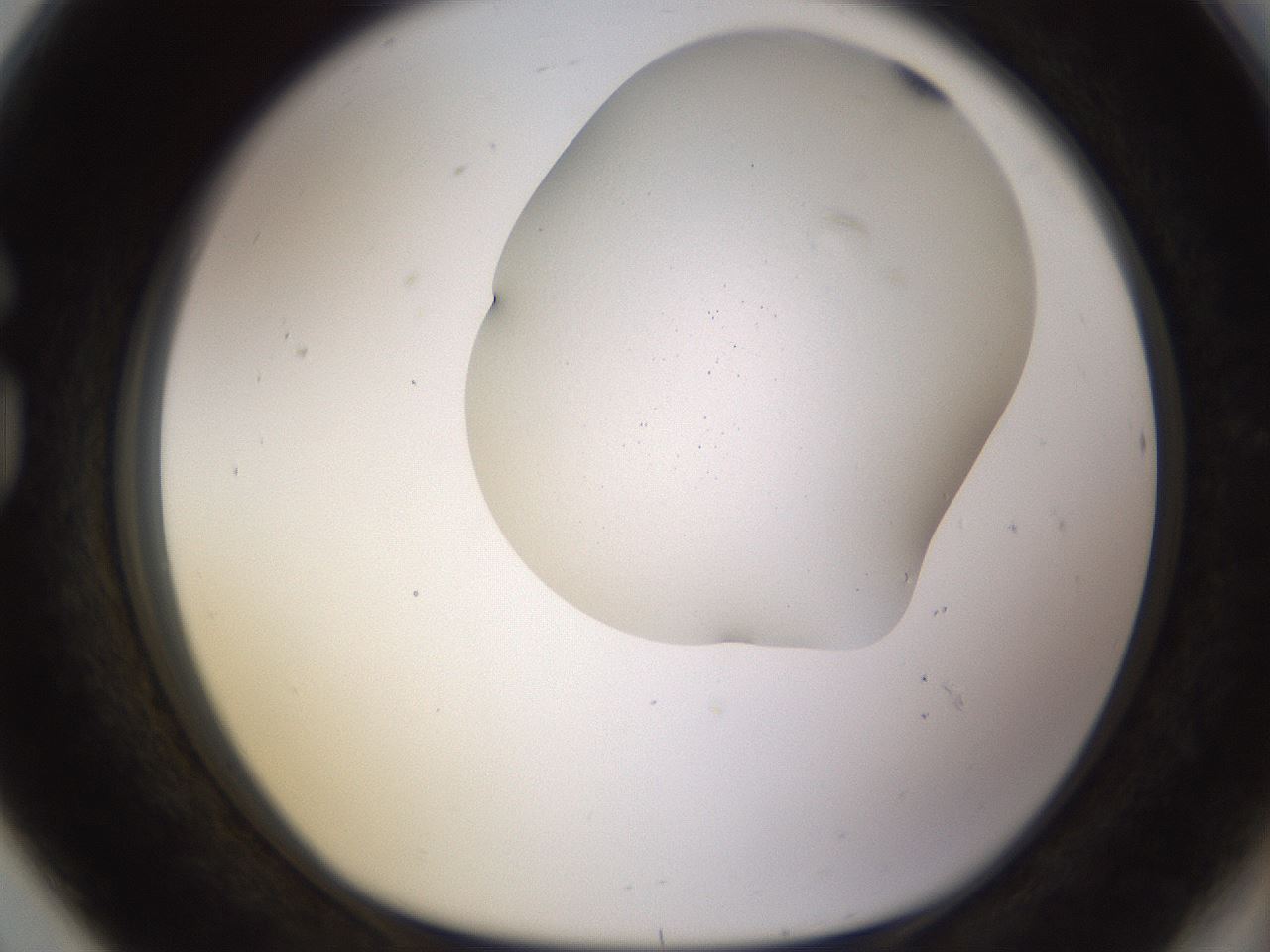 folderID568_plateID1568_batchID6342_wellNum80_profileID1_d1_r102430_ef.jpg