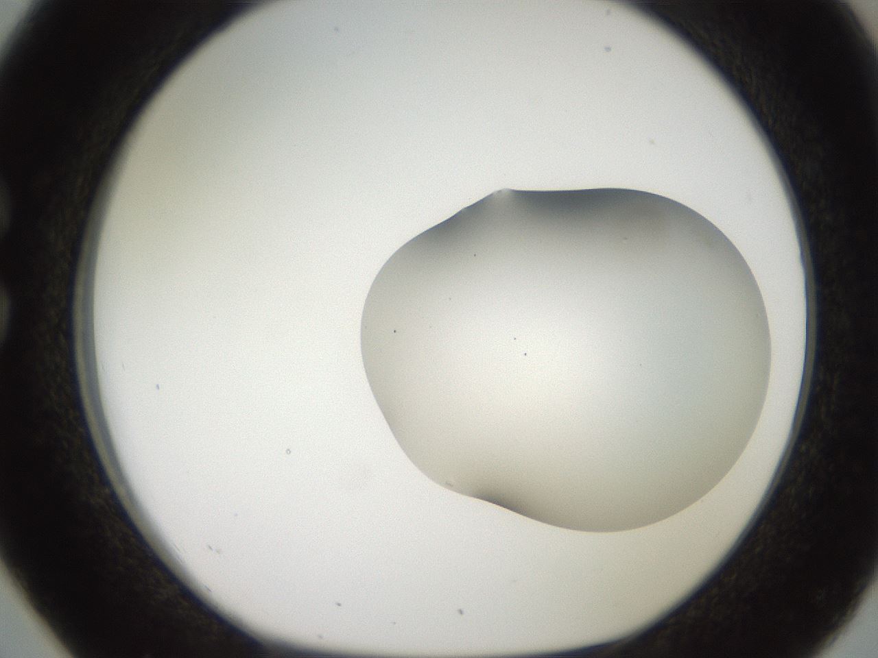 folderID567_plateID2567_batchID12856_wellNum26_profileID1_d1_r195586_ef.jpg