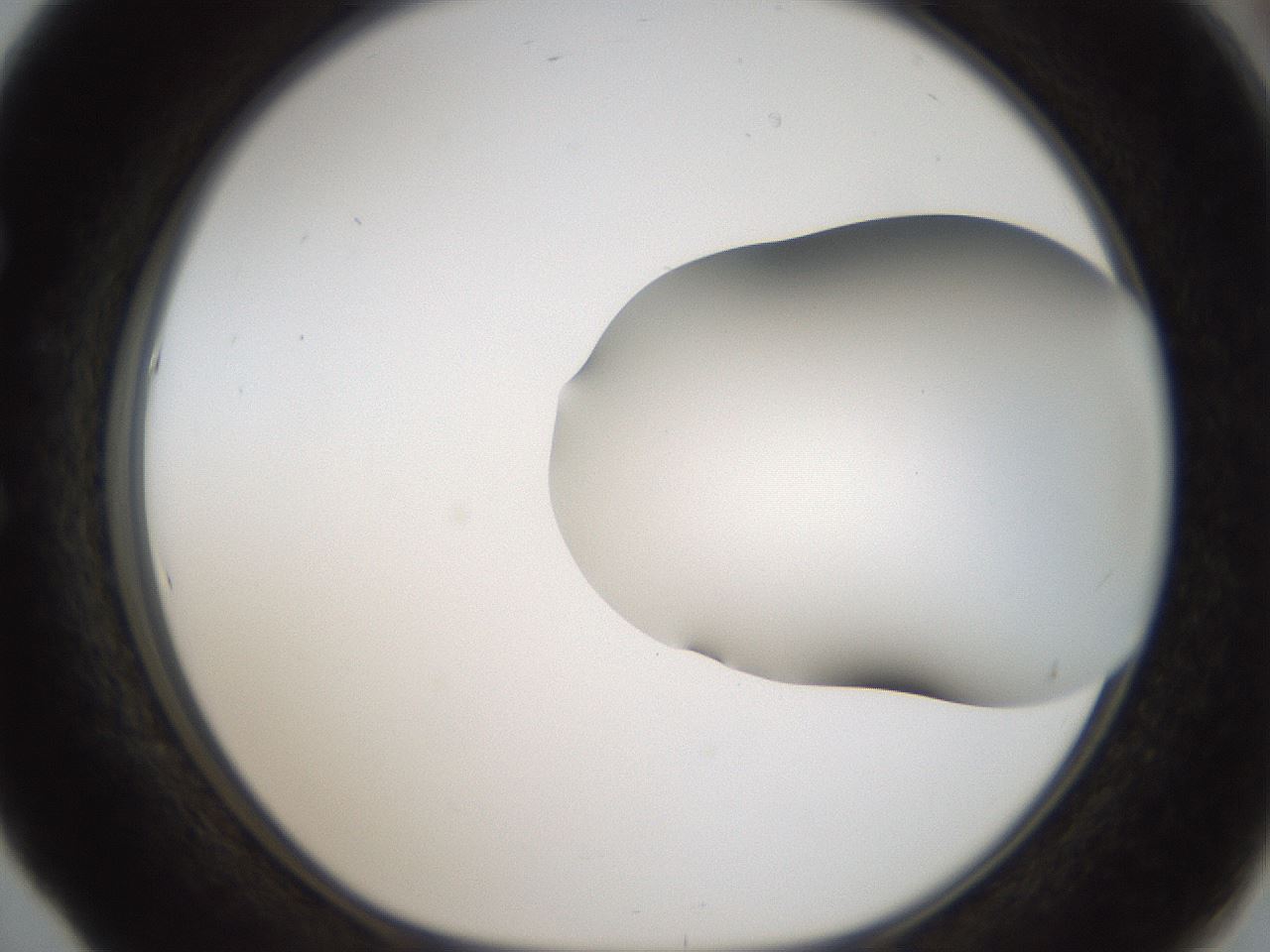 folderID56_plateID2056_batchID9023_wellNum53_profileID1_d1_r138667_ef.jpg