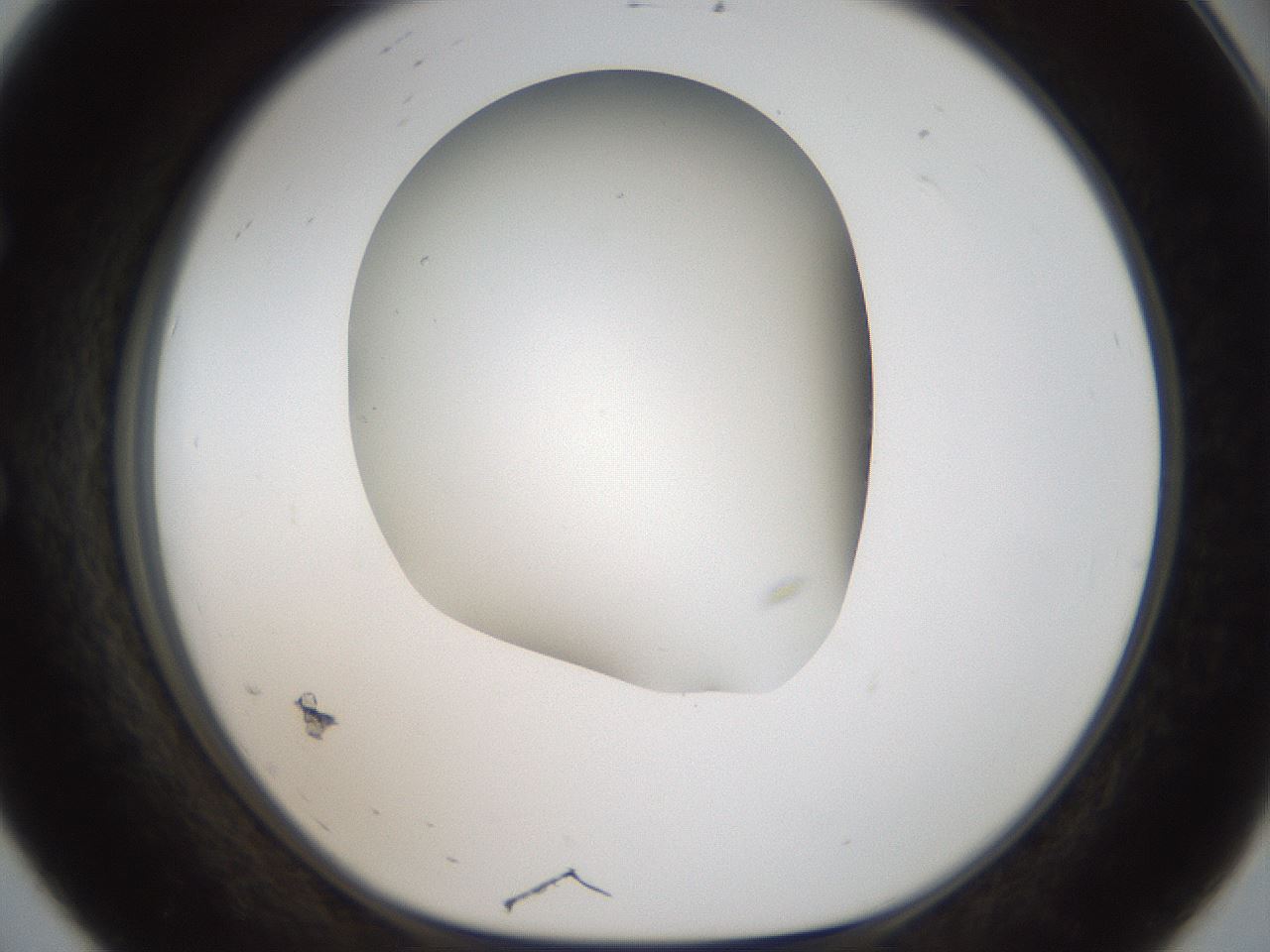 folderID56_plateID2056_batchID9023_wellNum56_profileID1_d1_r138670_ef.jpg