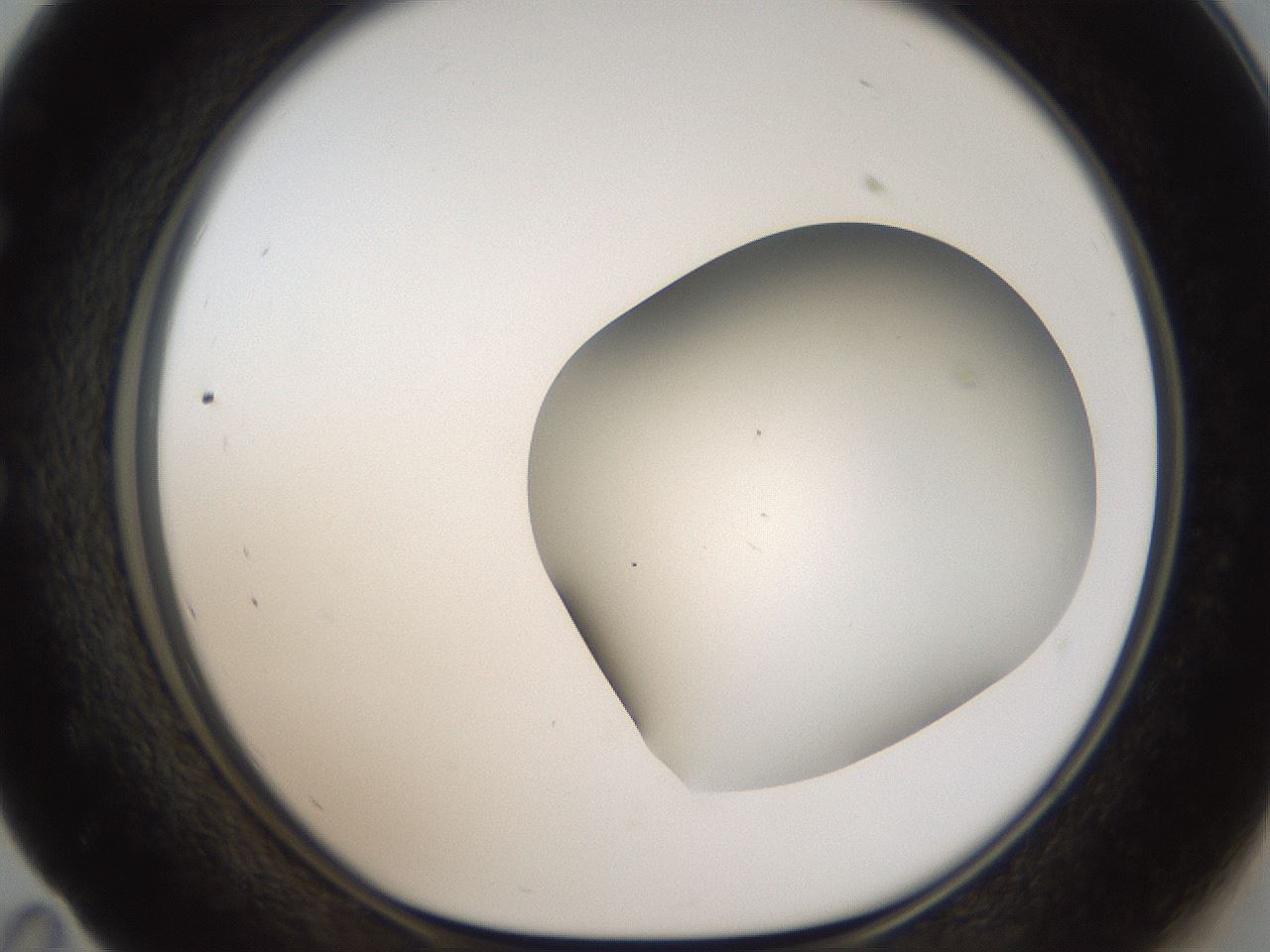 folderID56_plateID2056_batchID9023_wellNum59_profileID1_d1_r138673_ef.jpg