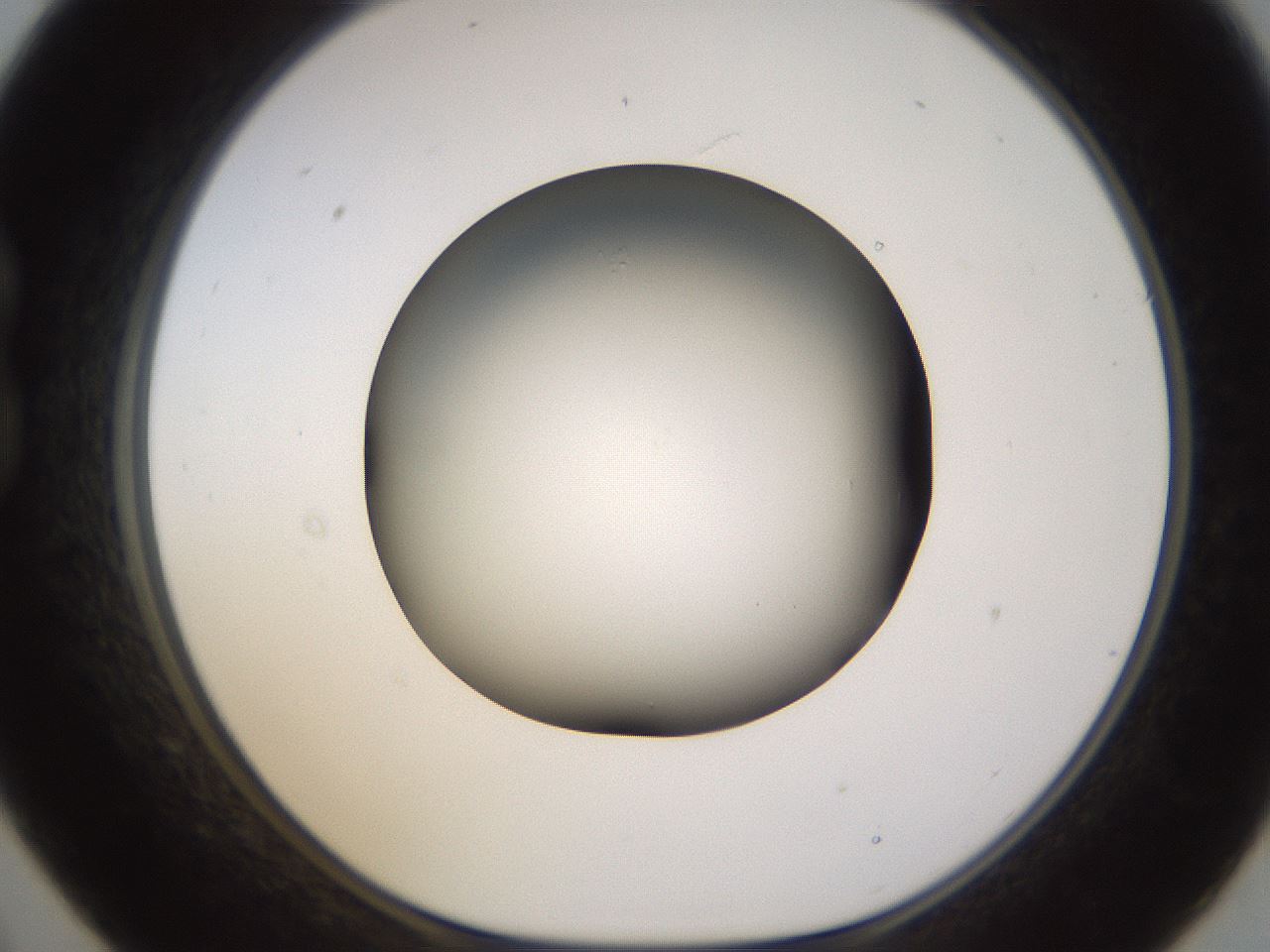 folderID570_plateID1570_batchID6358_wellNum21_profileID1_d1_r102659_ef.jpg