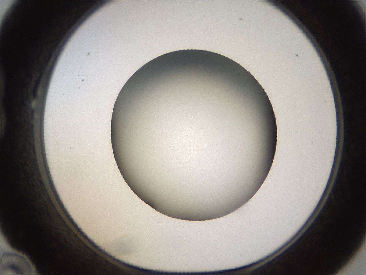 folderID570_plateID1570_batchID6358_wellNum22_profileID1_d1_r102660_ef.jpg