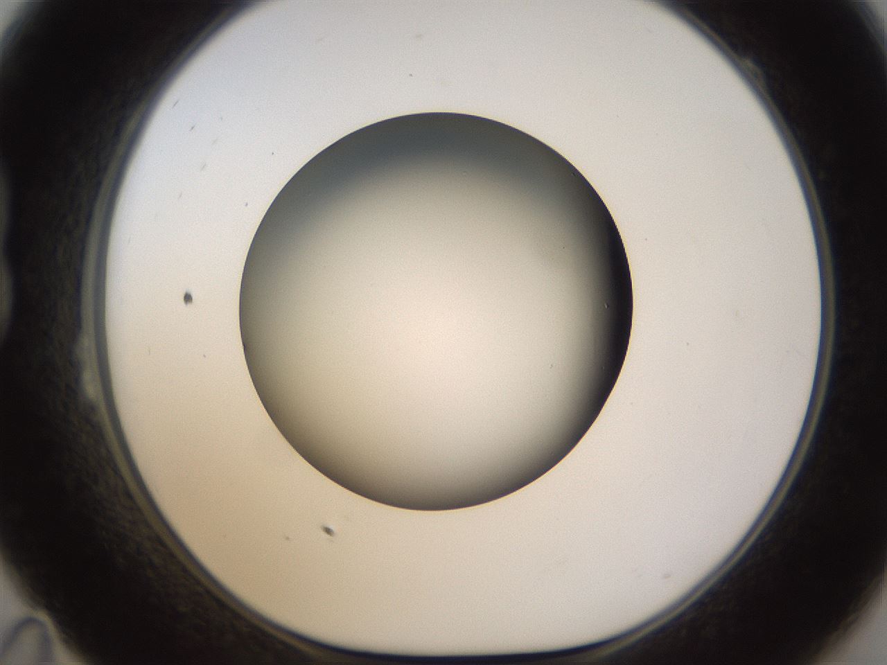 folderID570_plateID1570_batchID6358_wellNum23_profileID1_d1_r102661_ef.jpg