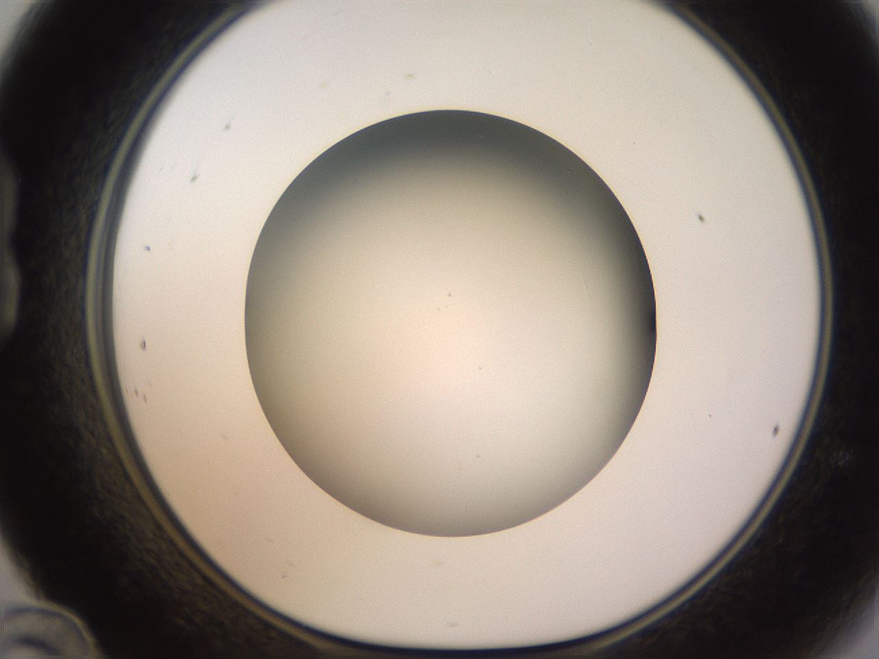 folderID570_plateID1570_batchID6358_wellNum24_profileID1_d1_r102662_ef.jpg