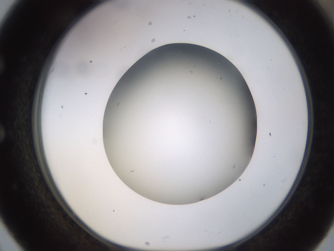 folderID570_plateID1570_batchID6358_wellNum51_profileID1_d1_r102689_ef.jpg
