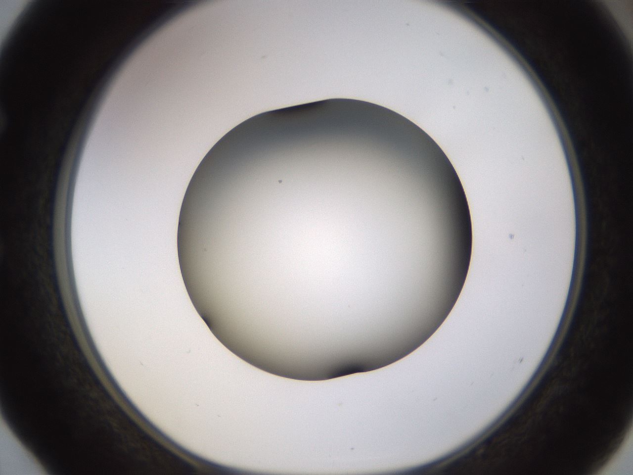 folderID570_plateID1570_batchID6358_wellNum52_profileID1_d1_r102690_ef.jpg