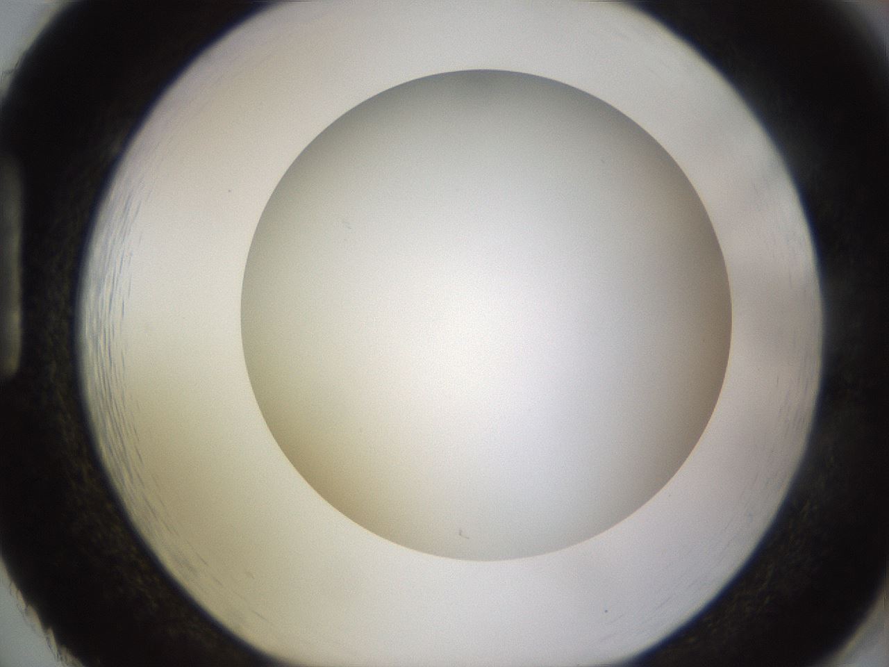 folderID570_plateID1570_batchID6358_wellNum86_profileID1_d1_r102724_ef.jpg