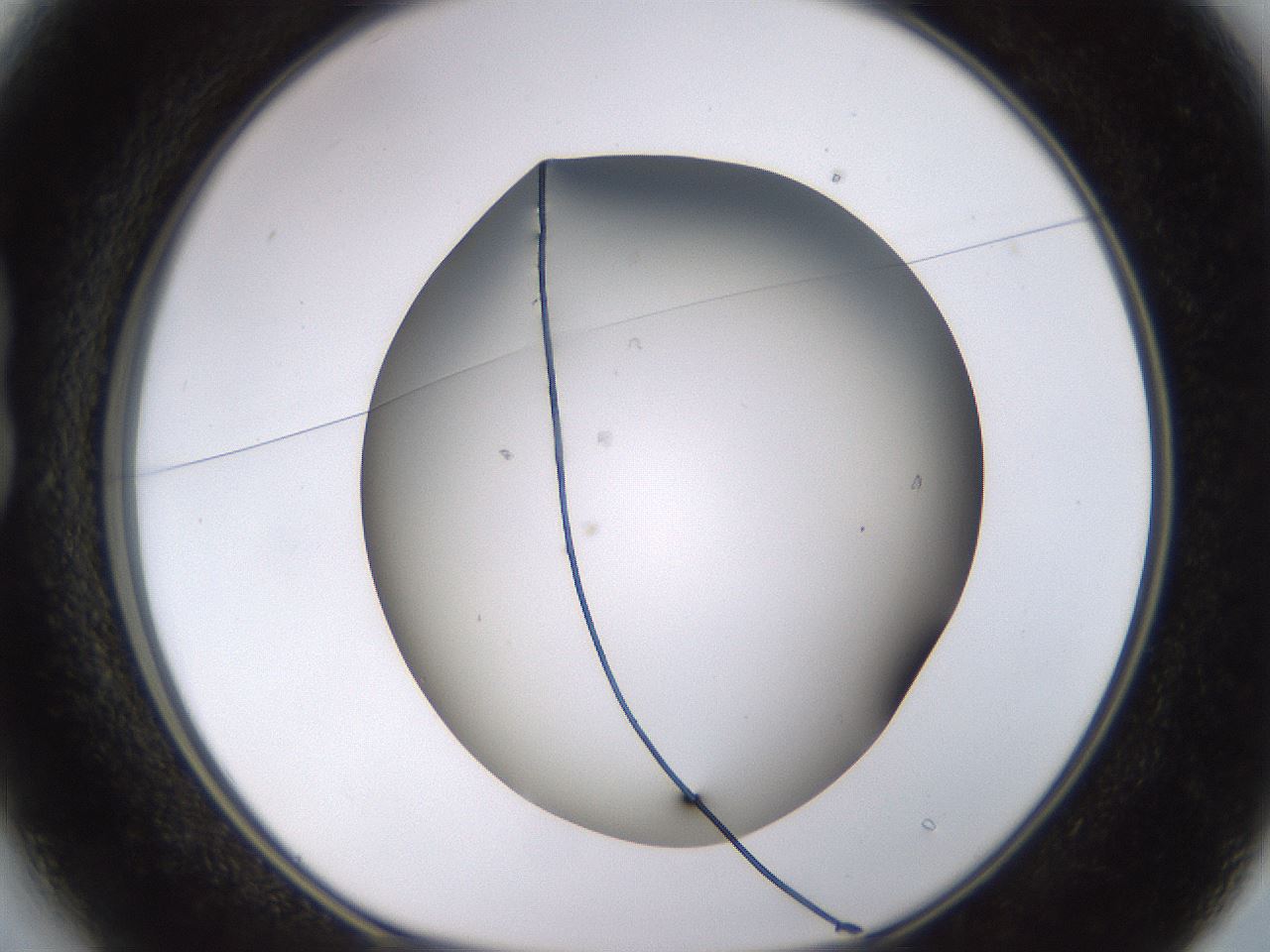 folderID570_plateID1570_batchID6367_wellNum13_profileID1_d1_r102651_ef.jpg