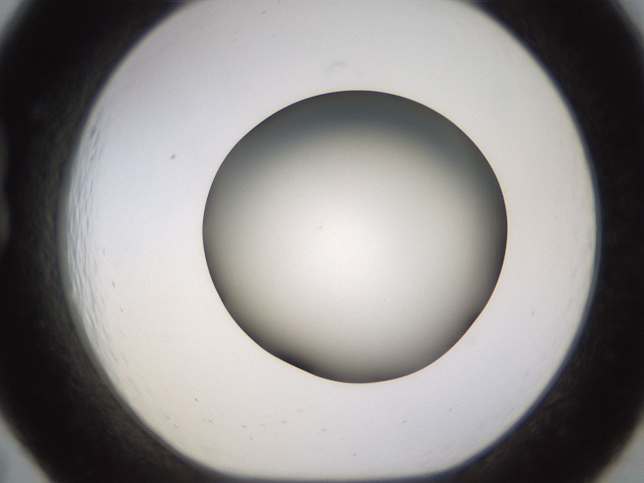 folderID570_plateID1570_batchID6367_wellNum19_profileID1_d1_r102657_ef.jpg