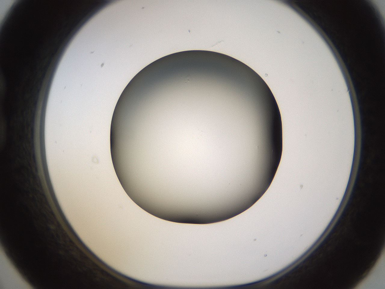 folderID570_plateID1570_batchID6367_wellNum21_profileID1_d1_r102659_ef.jpg