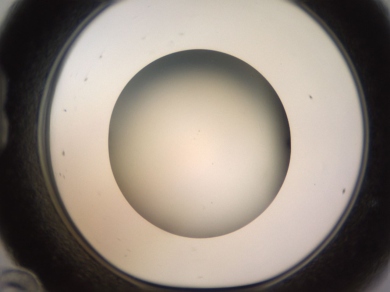 folderID570_plateID1570_batchID6367_wellNum24_profileID1_d1_r102662_ef.jpg