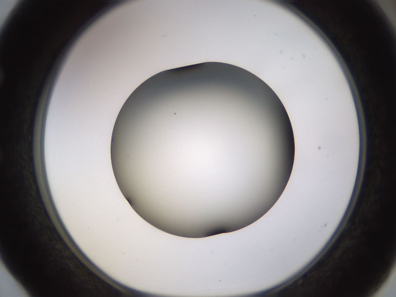folderID570_plateID1570_batchID6367_wellNum52_profileID1_d1_r102690_ef.jpg