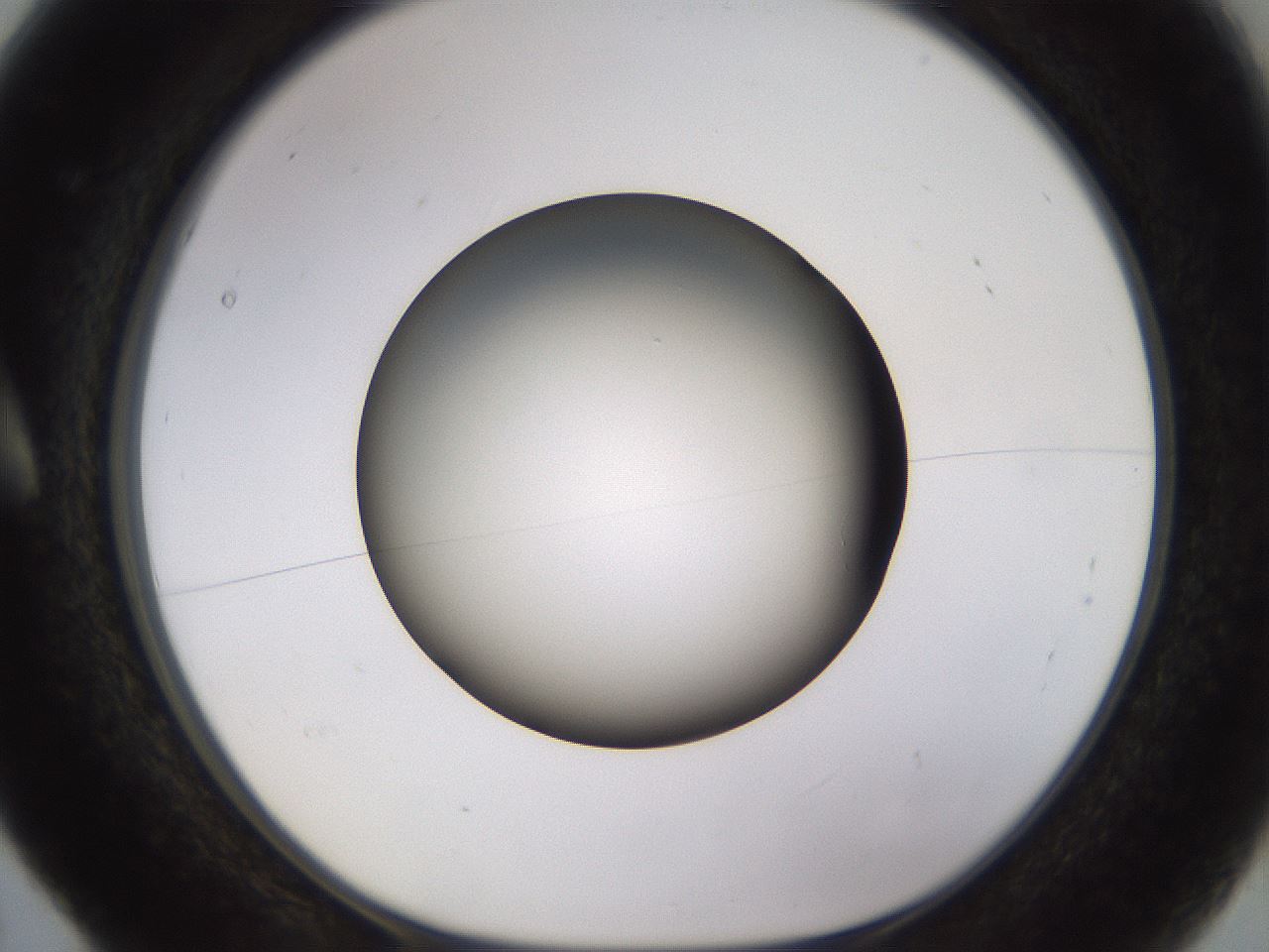 folderID570_plateID1570_batchID6367_wellNum5_profileID1_d1_r102643_ef.jpg