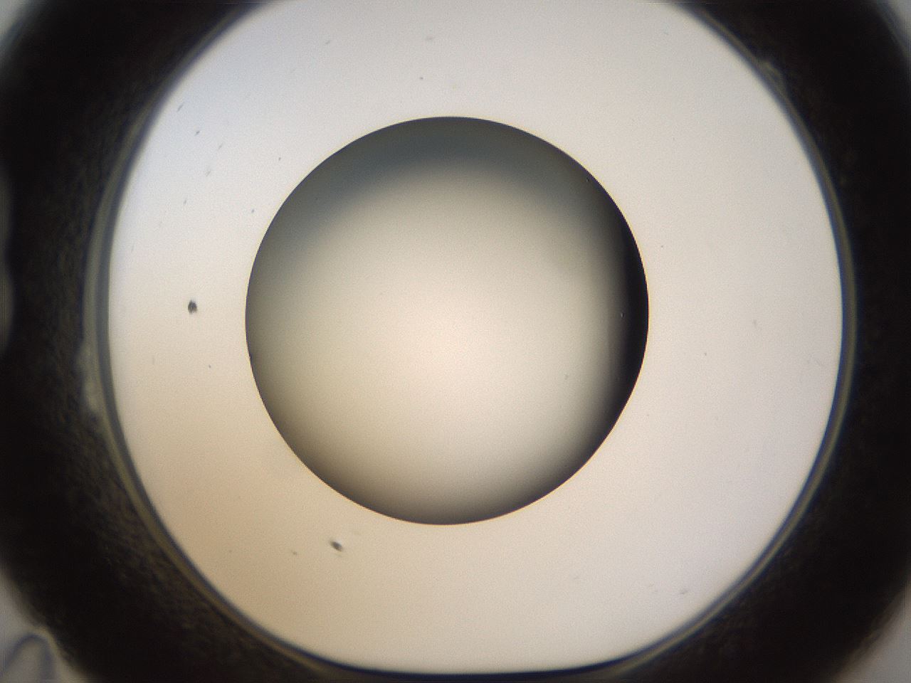 folderID570_plateID1570_batchID6367_wellNum23_profileID1_d1_r102661_ef.jpg