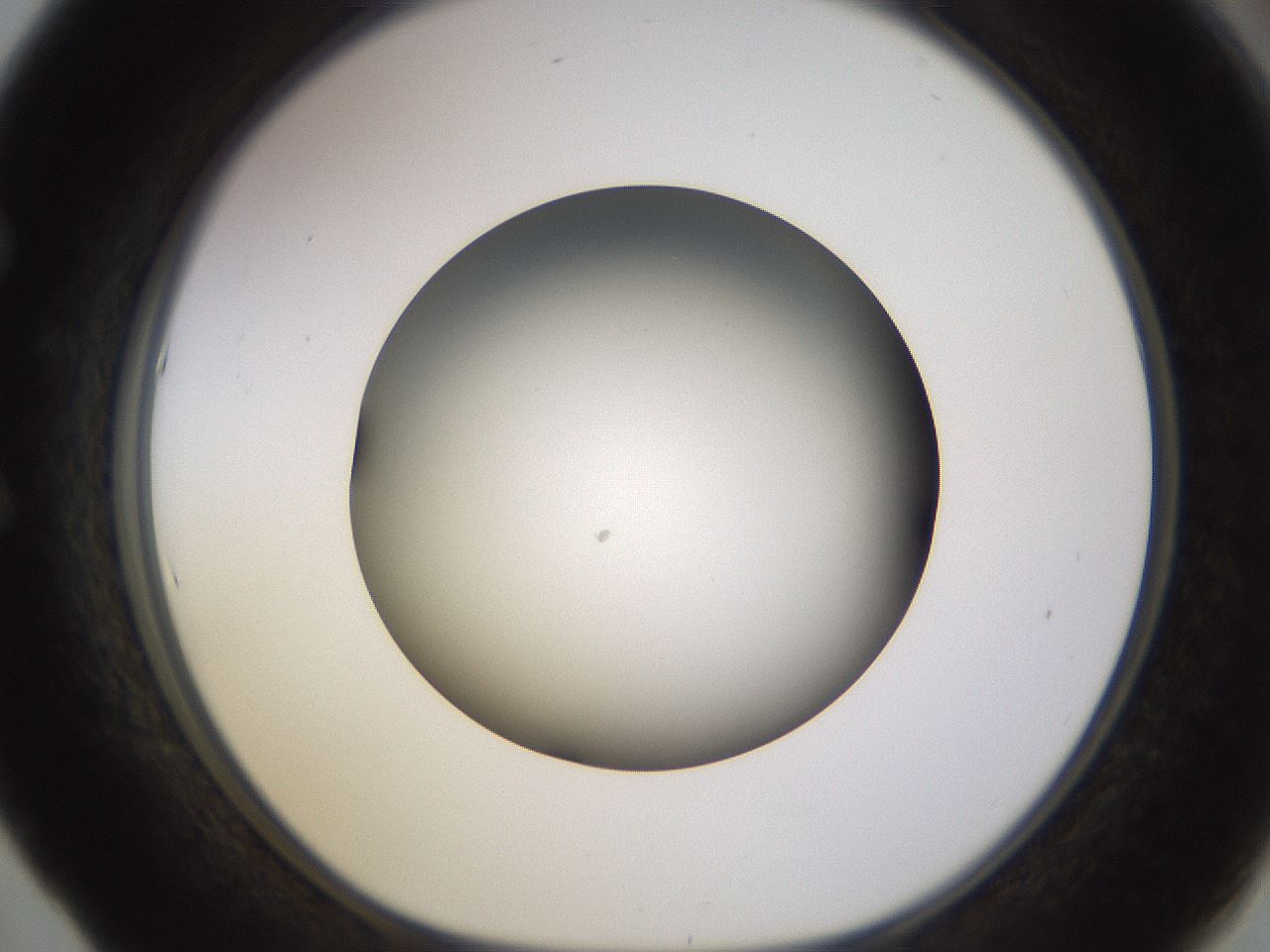 folderID570_plateID1570_batchID6367_wellNum53_profileID1_d1_r102691_ef.jpg