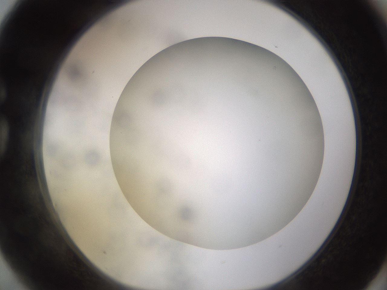 folderID570_plateID1570_batchID6367_wellNum75_profileID1_d1_r102713_ef.jpg