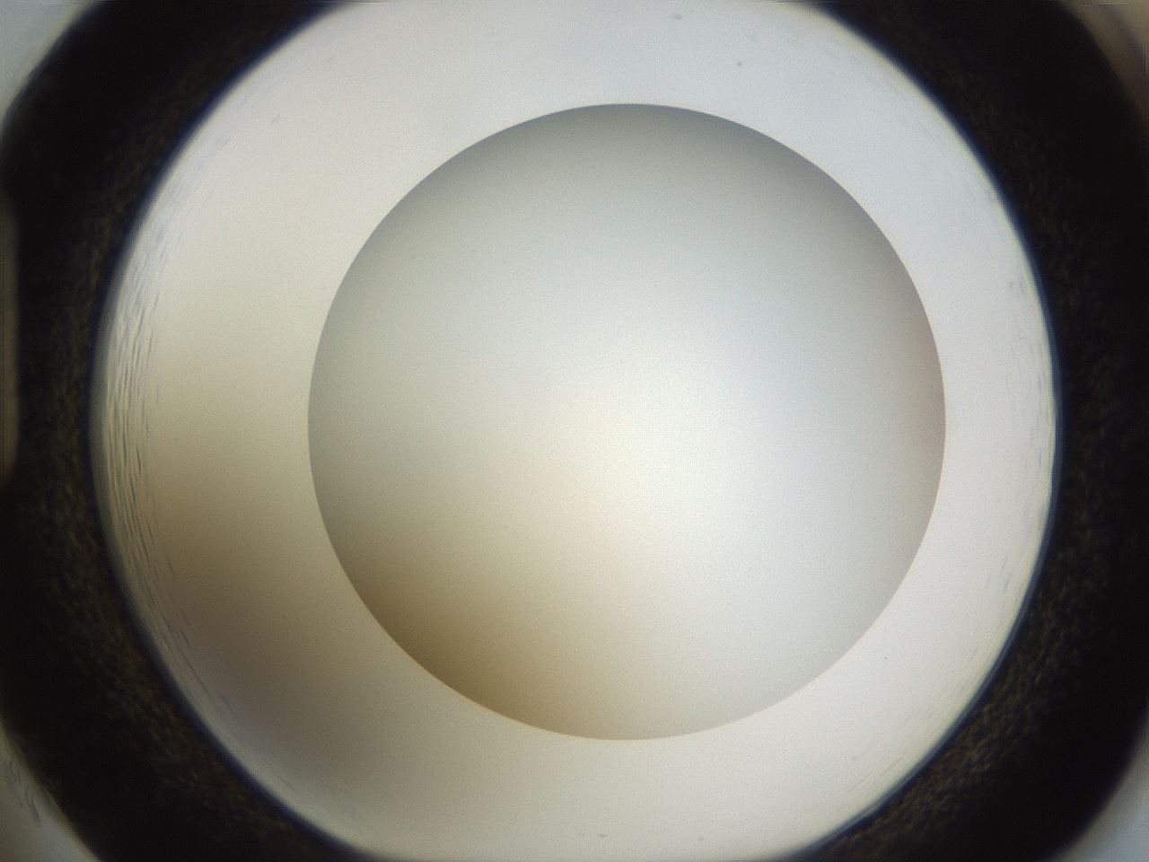 folderID570_plateID1570_batchID6367_wellNum85_profileID1_d1_r102723_ef.jpg