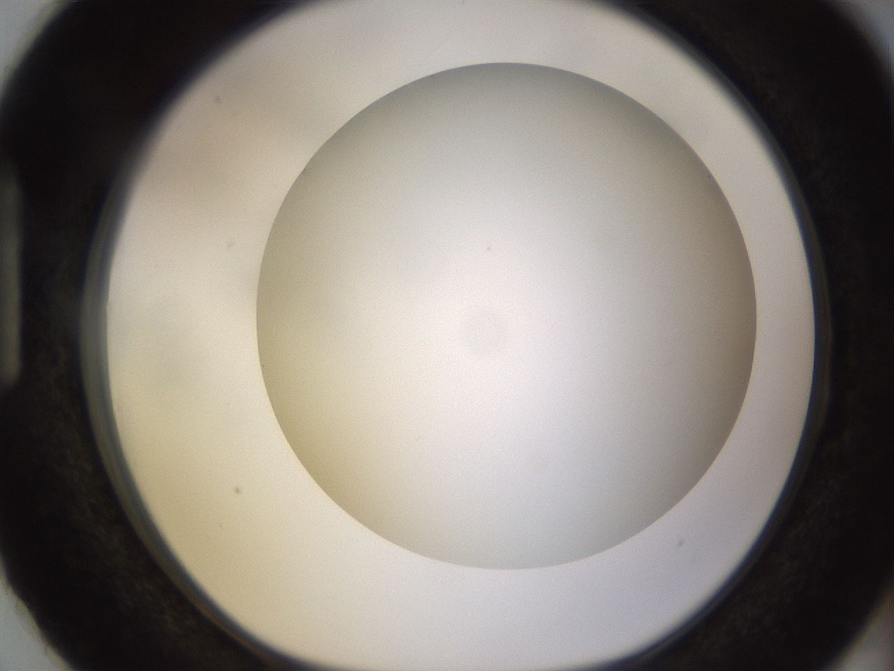 folderID570_plateID1570_batchID6367_wellNum87_profileID1_d1_r102725_ef.jpg