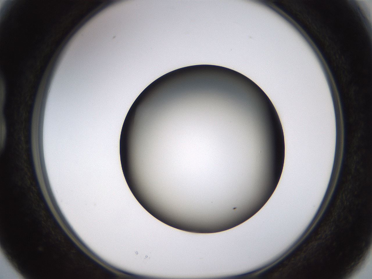folderID570_plateID1570_batchID6376_wellNum15_profileID1_d1_r102653_ef.jpg