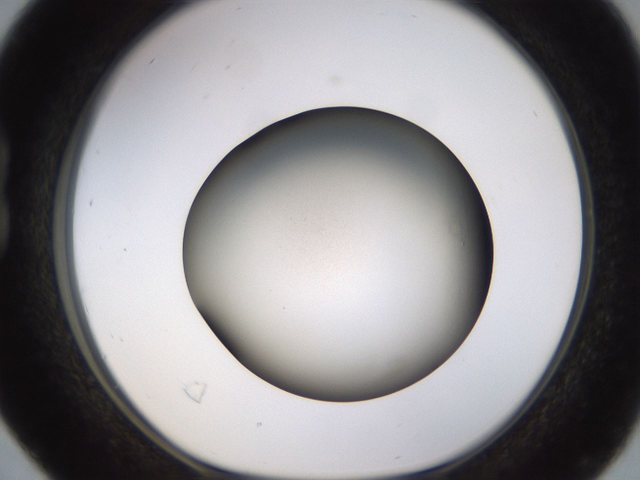folderID570_plateID1570_batchID6376_wellNum16_profileID1_d1_r102654_ef.jpg