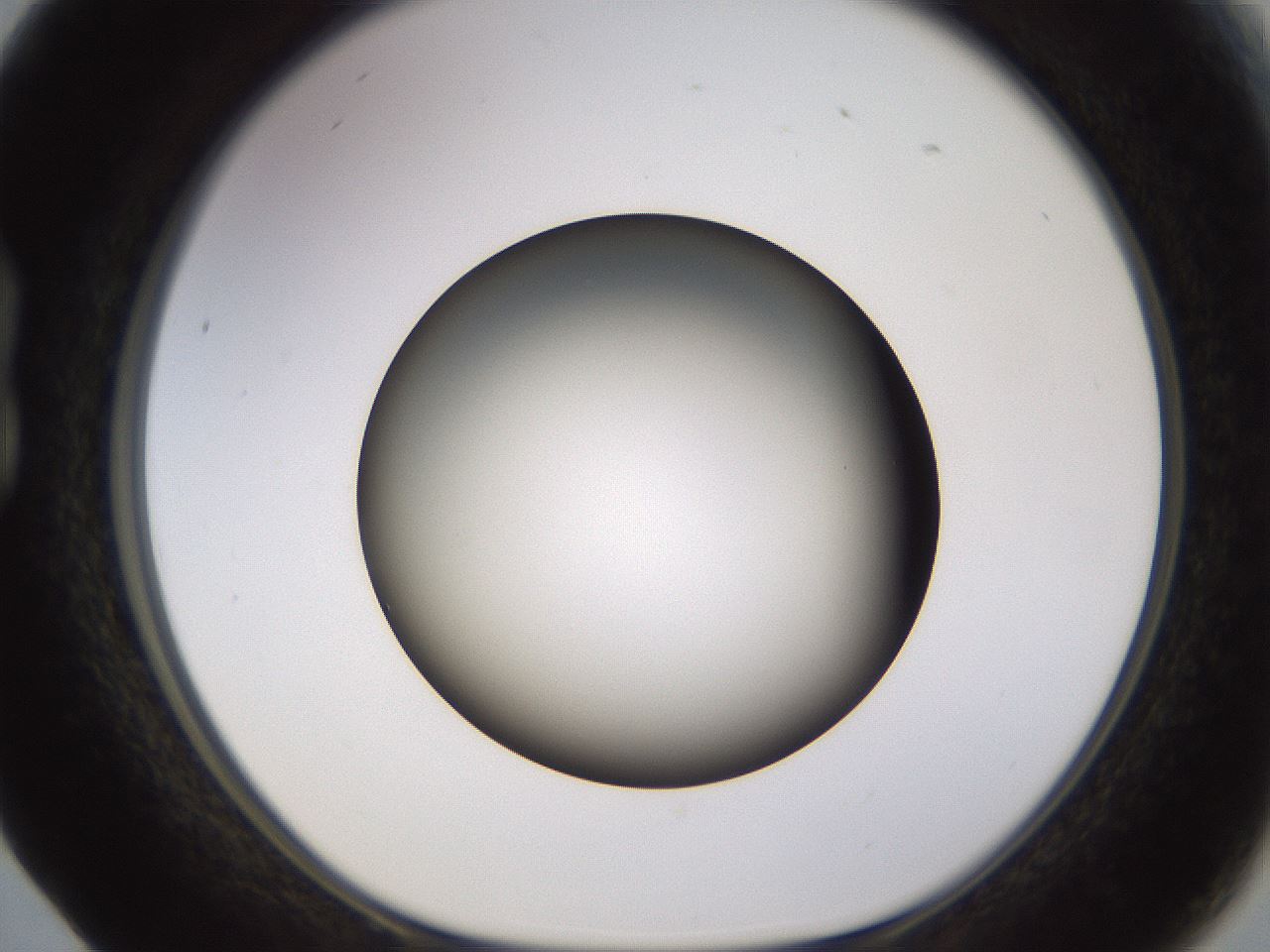 folderID570_plateID1570_batchID6376_wellNum17_profileID1_d1_r102655_ef.jpg