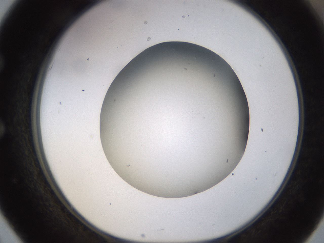 folderID570_plateID1570_batchID6376_wellNum51_profileID1_d1_r102689_ef.jpg