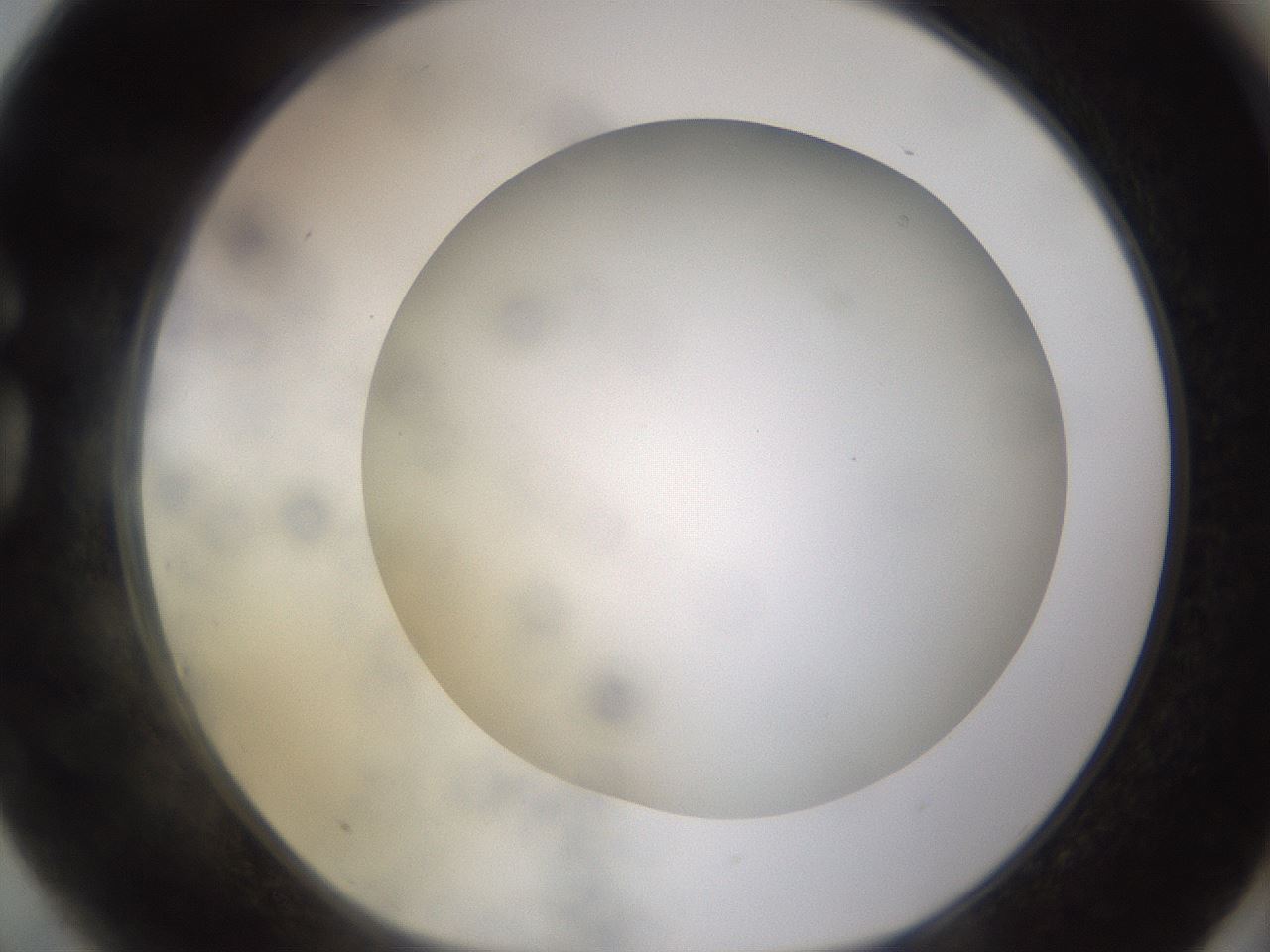 folderID570_plateID1570_batchID6376_wellNum75_profileID1_d1_r102713_ef.jpg