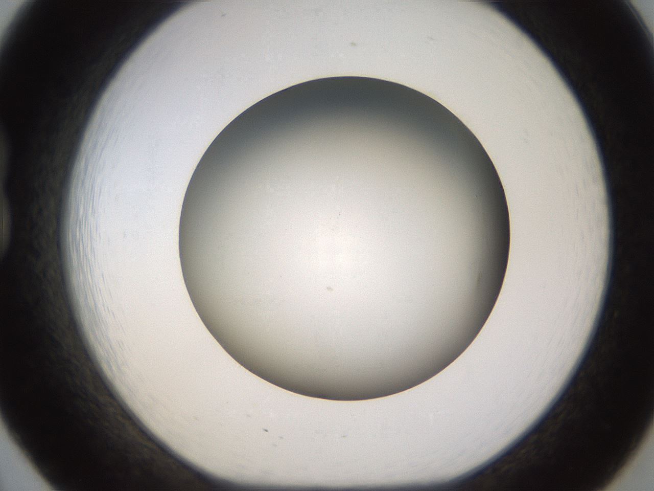 folderID571_plateID1571_batchID6357_wellNum20_profileID1_d1_r102562_ef.jpg