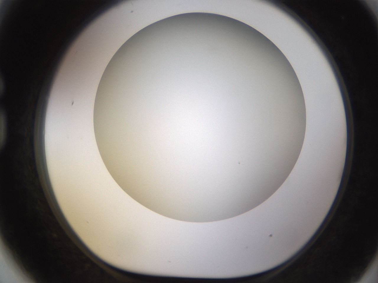 folderID570_plateID1570_batchID6376_wellNum81_profileID1_d1_r102719_ef.jpg