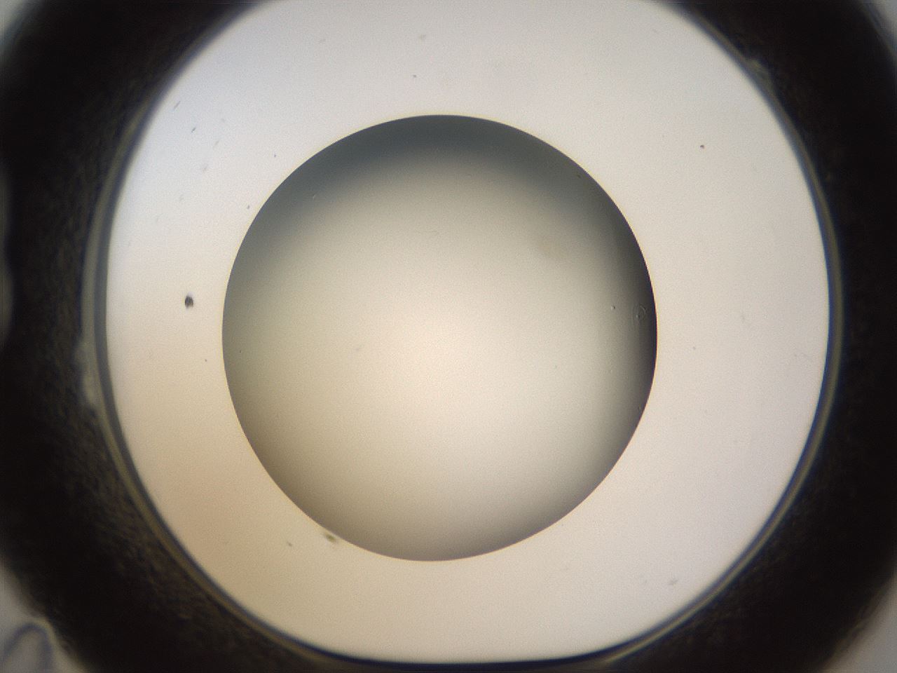 folderID571_plateID1571_batchID6357_wellNum23_profileID1_d1_r102565_ef.jpg