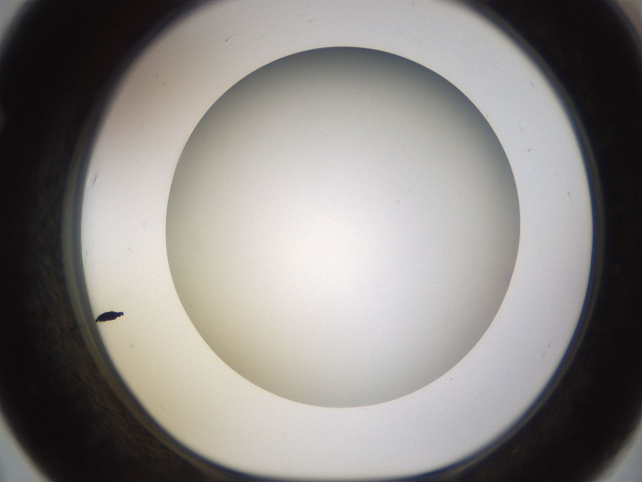 folderID571_plateID1571_batchID6357_wellNum67_profileID1_d1_r102609_ef.jpg