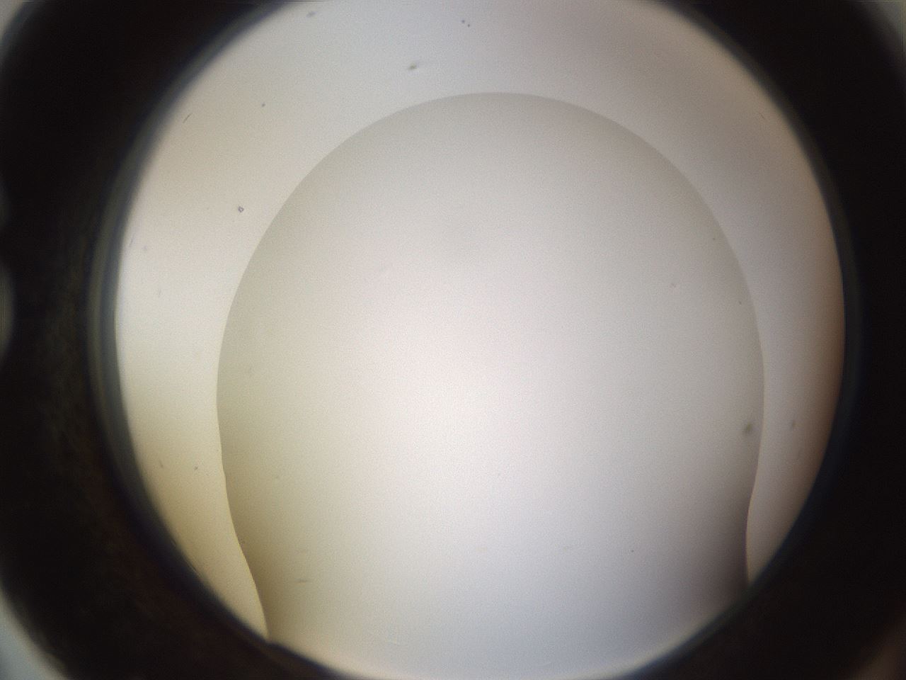 folderID571_plateID1571_batchID6357_wellNum79_profileID1_d1_r102621_ef.jpg
