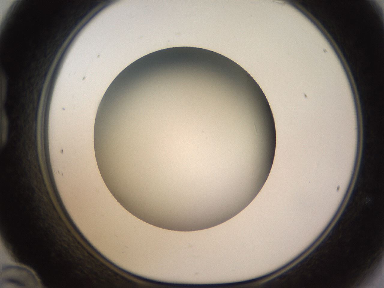 folderID571_plateID1571_batchID6366_wellNum24_profileID1_d1_r102566_ef.jpg