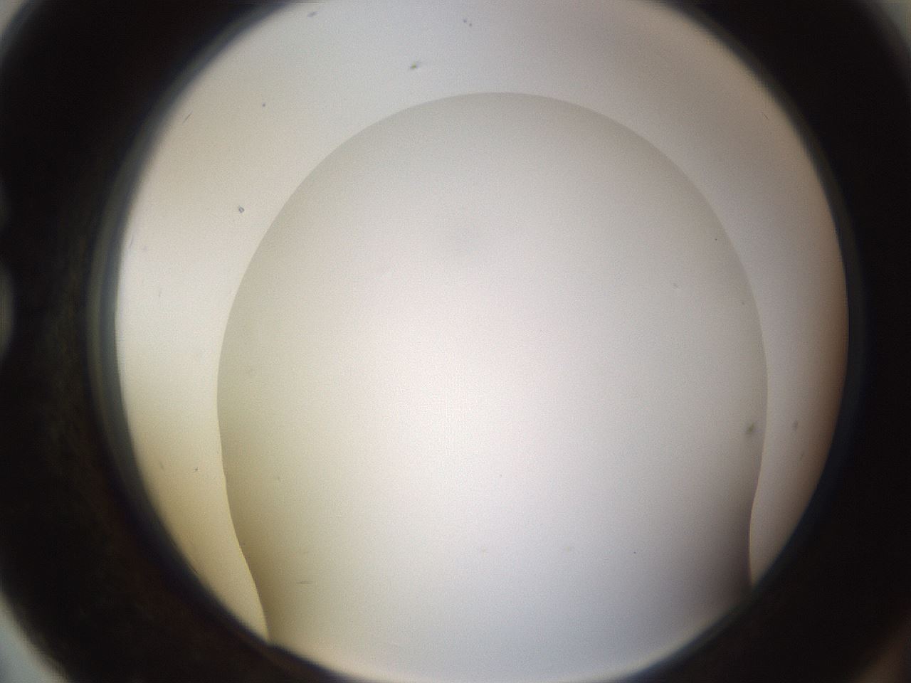 folderID571_plateID1571_batchID6366_wellNum79_profileID1_d1_r102621_ef.jpg