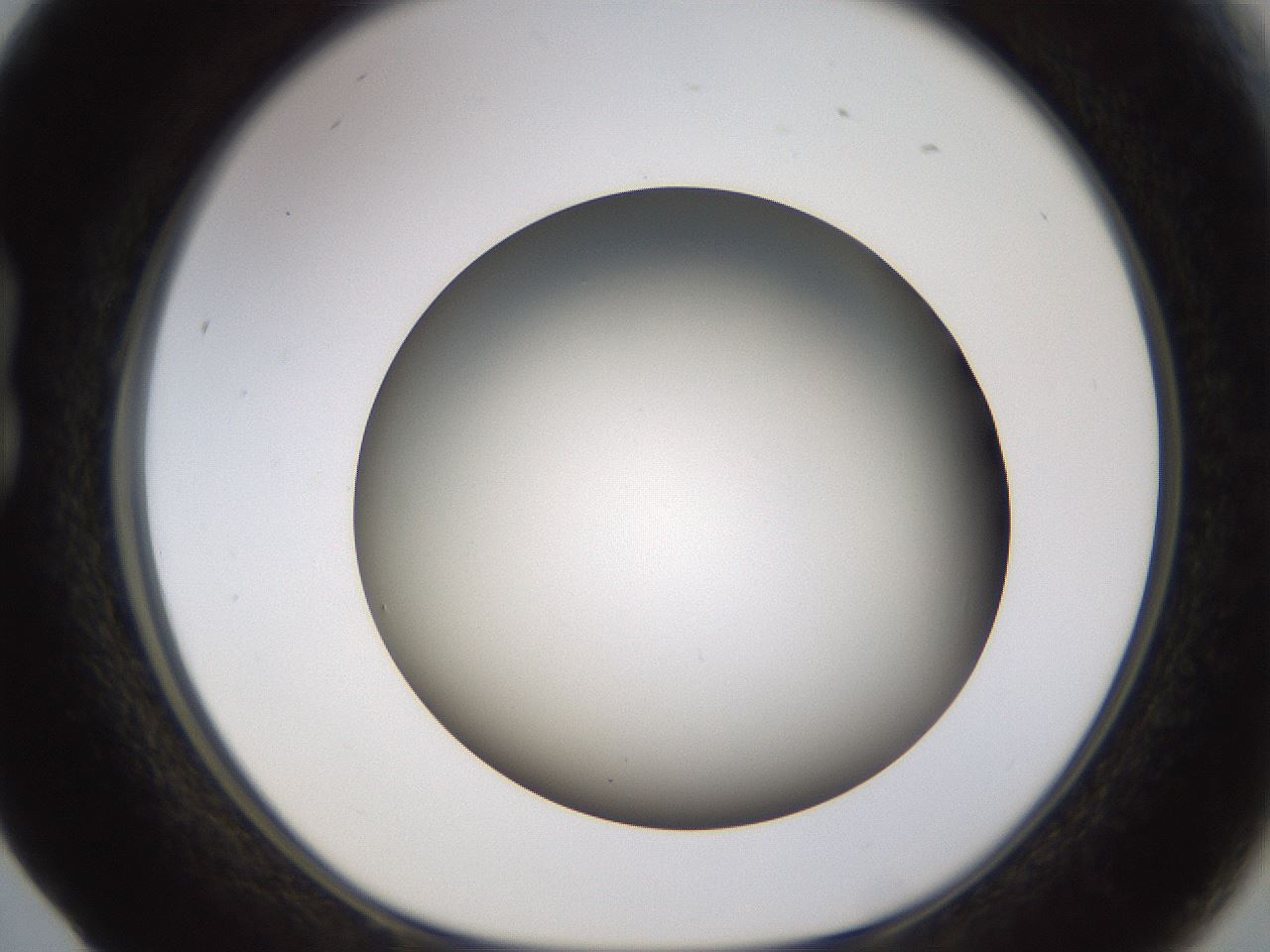 folderID571_plateID1571_batchID6375_wellNum17_profileID1_d1_r102559_ef.jpg