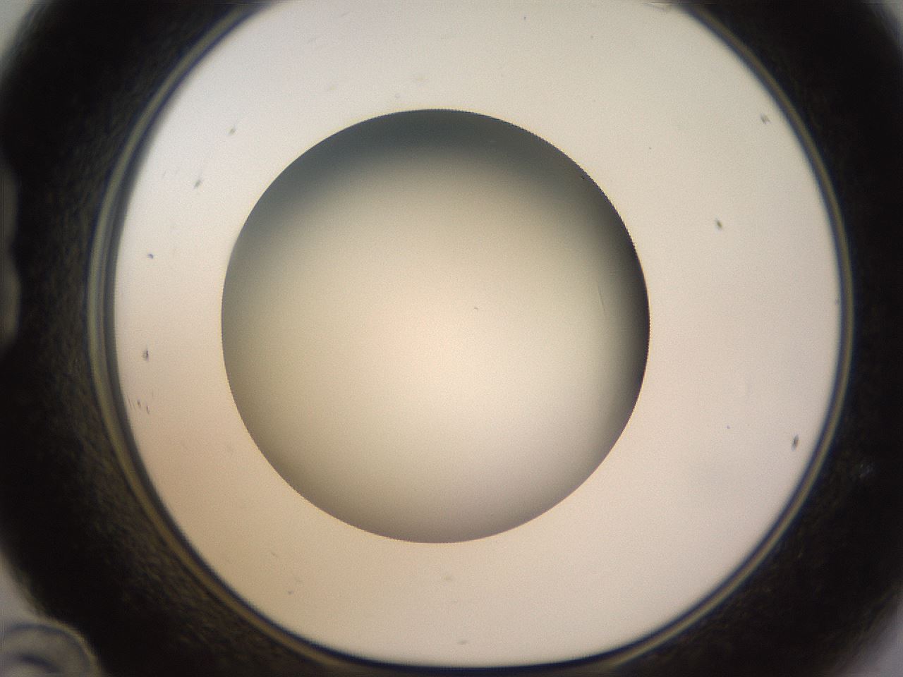 folderID571_plateID1571_batchID6375_wellNum24_profileID1_d1_r102566_ef.jpg