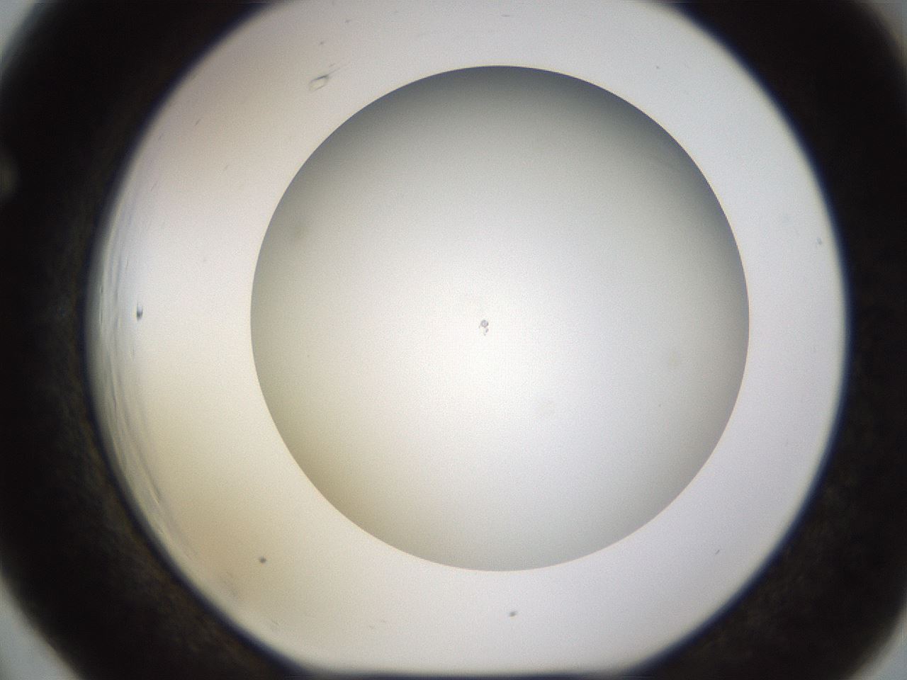 folderID571_plateID1571_batchID6375_wellNum66_profileID1_d1_r102608_ef.jpg