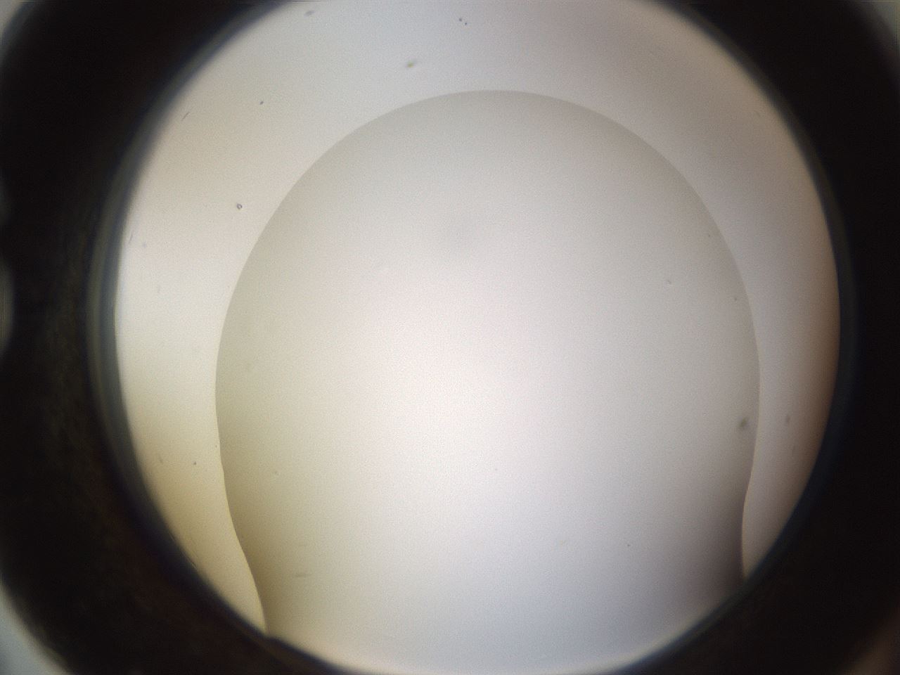 folderID571_plateID1571_batchID6375_wellNum79_profileID1_d1_r102621_ef.jpg
