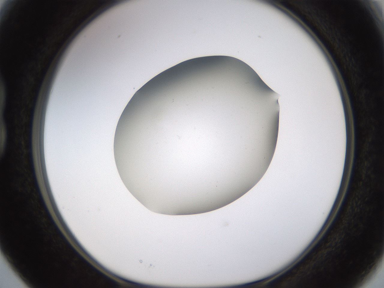 folderID572_plateID1572_batchID6359_wellNum15_profileID1_d1_r102749_ef.jpg