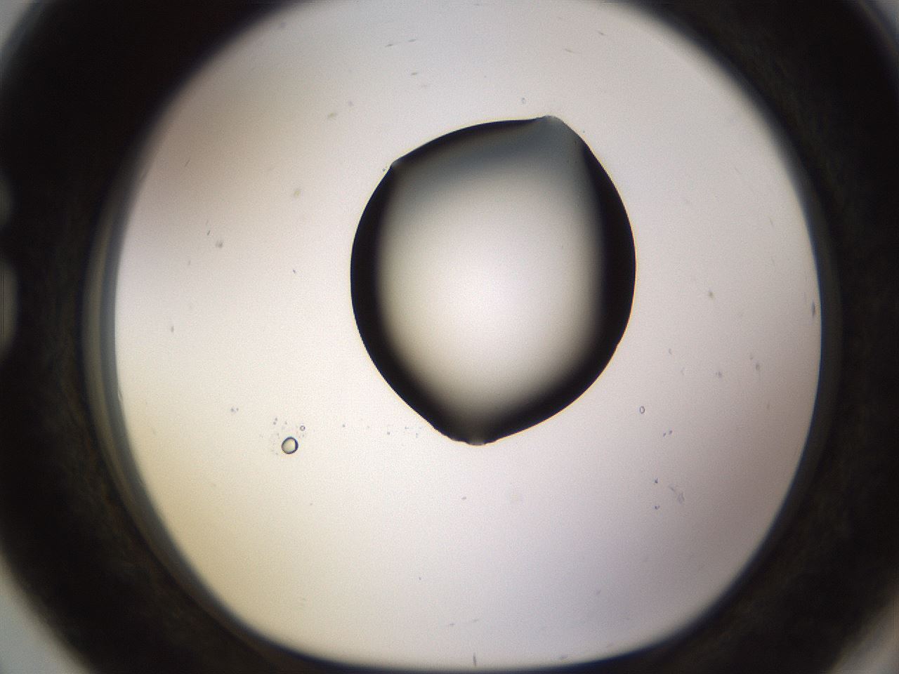 folderID572_plateID1572_batchID6359_wellNum80_profileID1_d1_r102814_ef.jpg